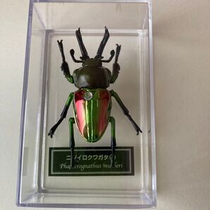 ⑧ディアゴスティーニ デアゴスティーニ ニジイロクワガタ