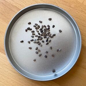 10粒ユーフォルビア・シェーンランディEuphorbia schoenlandiiの種子