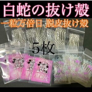 白蛇の抜け殻☆巳年生まれが育てるヘビのお守り☆運気上昇【一粒万倍日脱皮抜け殻】