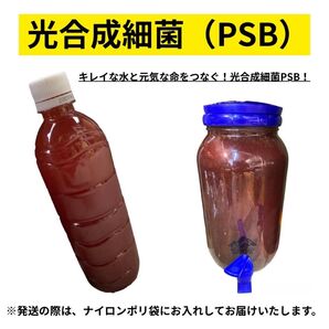 【GMめだか】PSB光合成細菌500ml生き餌 活き餌水質安定 水質改善成長促進 産卵向上 バクテリアメダカ針子稚魚金魚ミジンコに