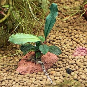 ブセファランドラ spブラウニーゴースト溶岩石付き2個セット