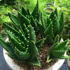 【激安】不夜城 4株 寄せ植え 豪華 アロエ 良株 美株 多肉植物 観葉植物 サボテン 丈夫 人気 高品質