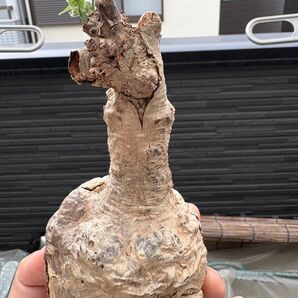 希少 超レア 塊根植物 firmiana colorata フィルミアナ ・コロラータ 多肉植物