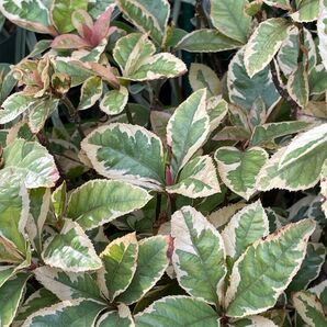 花苗 常緑低木 ヤブコウジ斑入り