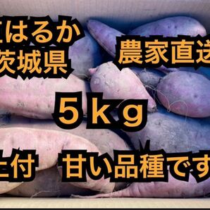 値下げ中 5kg 折れ、大きな傷無し 紅はるか サイズ形バラバラ(100〜700g) さつまいも 茨城県産 5キロ 長期保管