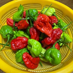 静岡県産 無農薬 採りたて新鮮 ジョロキア 赤・青