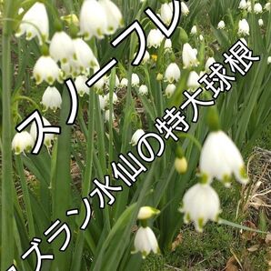 スノーフレーク スズラン水仙球根