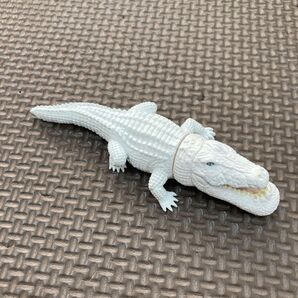 シャクレルプラネット ホワイトワニ