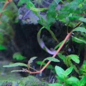 ランナー株2本 ハイグロフィラ ピンナティフィダ UK 水中葉