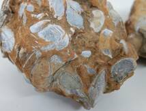 天然石　自然石　化石　原石＊貝化石　たくさんの貝の化石　母岩付＊重量　1954/2678g ＊サイズ　17x10x7cm / 14x13x13cm＊HOKKAIDO JAPAN _画像7