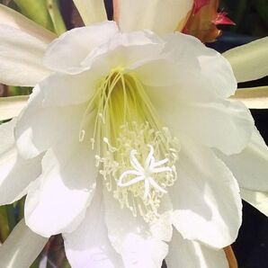 送料無料ホワイト クジャクサボテン カット苗2本