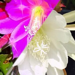 ホワイト&ピンク クジャクサボテン カット苗4本 食品 フルーツ