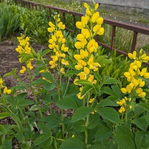 2025年採種 キバナセンダイハギ 種子100粒