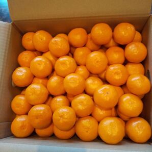 和歌山【良】【予約販売】20.★完熟早生みかん★【ご贈答用】SS 箱込み5kg