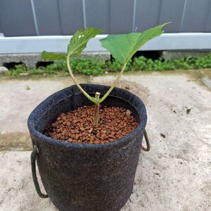 アナベル 白 西洋紫陽花 アジサイ あじさい 抜き苗#2