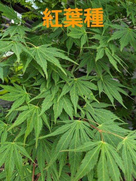紅葉 もみじ 種 20粒
