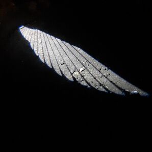 簡単ポン付け 天使の羽 プロジェクタードアライト LEDライト 天使の翼 車 アクセサリー プリウスnhw20など