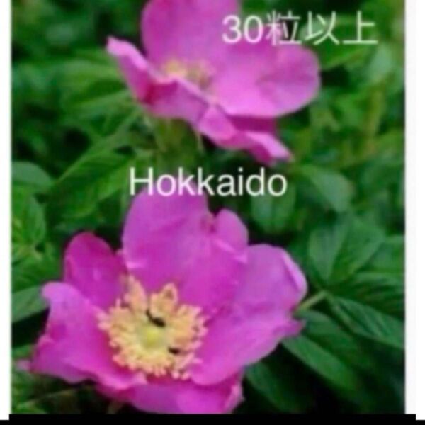 夏の花 北海道 ハマナス 花 苗 種 30粒以上