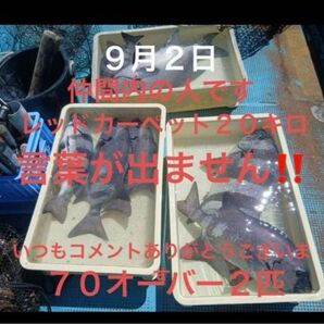 イシダイ用撒き餌 深場レッドカーペット10キロ 新パッケージです