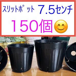 J② 【スリットポット7.5センチ】 黒150個★