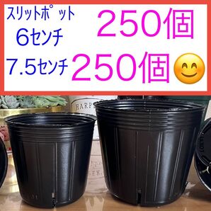 J③ スリットポットお得セット★【6センチ250個】【7.5センチ250個】 黒