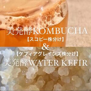 コンブチャ作成用 スコビー株 マザー菌株& ウォーターケフィア作成用 ケフィアグレインズ株 紅茶きのこ 黒砂糖きのこ