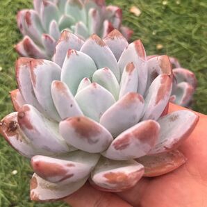 ミルクフォーム2苗セット 少し小ぶり多肉植物