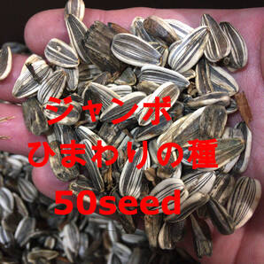 ジャンボ ひまわりの種 50粒 食用 おつまみ 種子