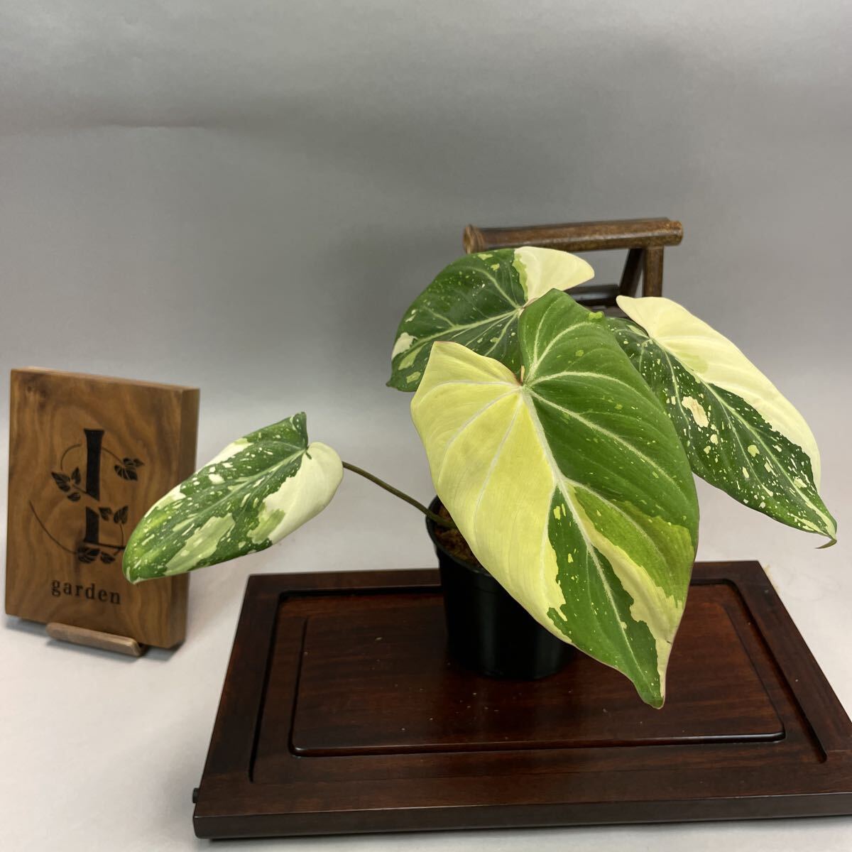 Yahoo!オークション -「フィロデンドロン トリカラー」の落札