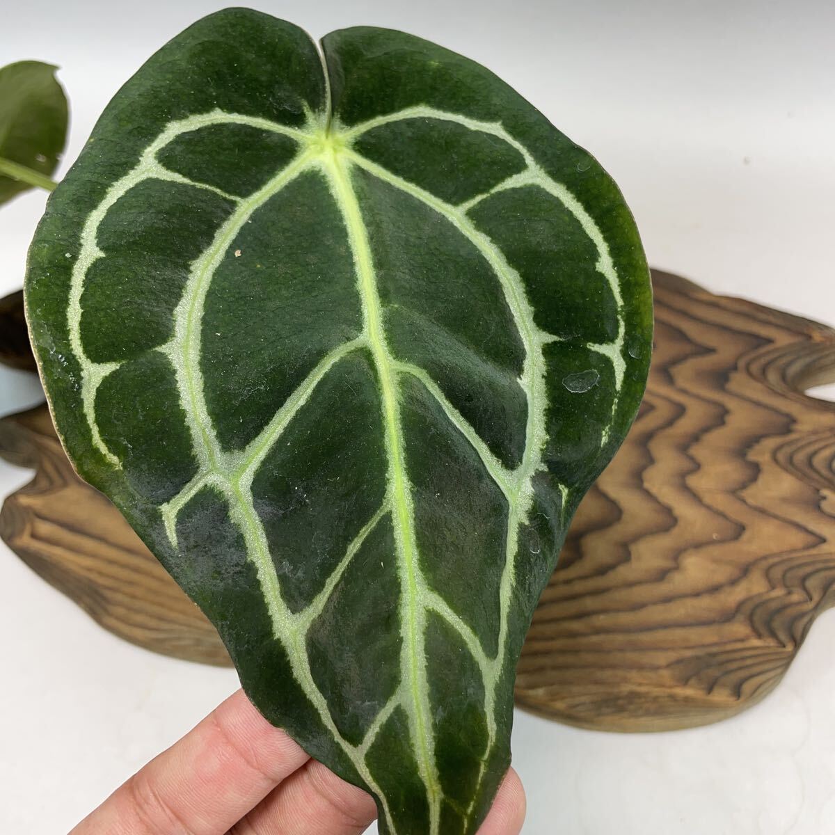 アンスリウムコンプリート Yahoo!オークション -「アンスリウム」(観葉植物) の落札相場