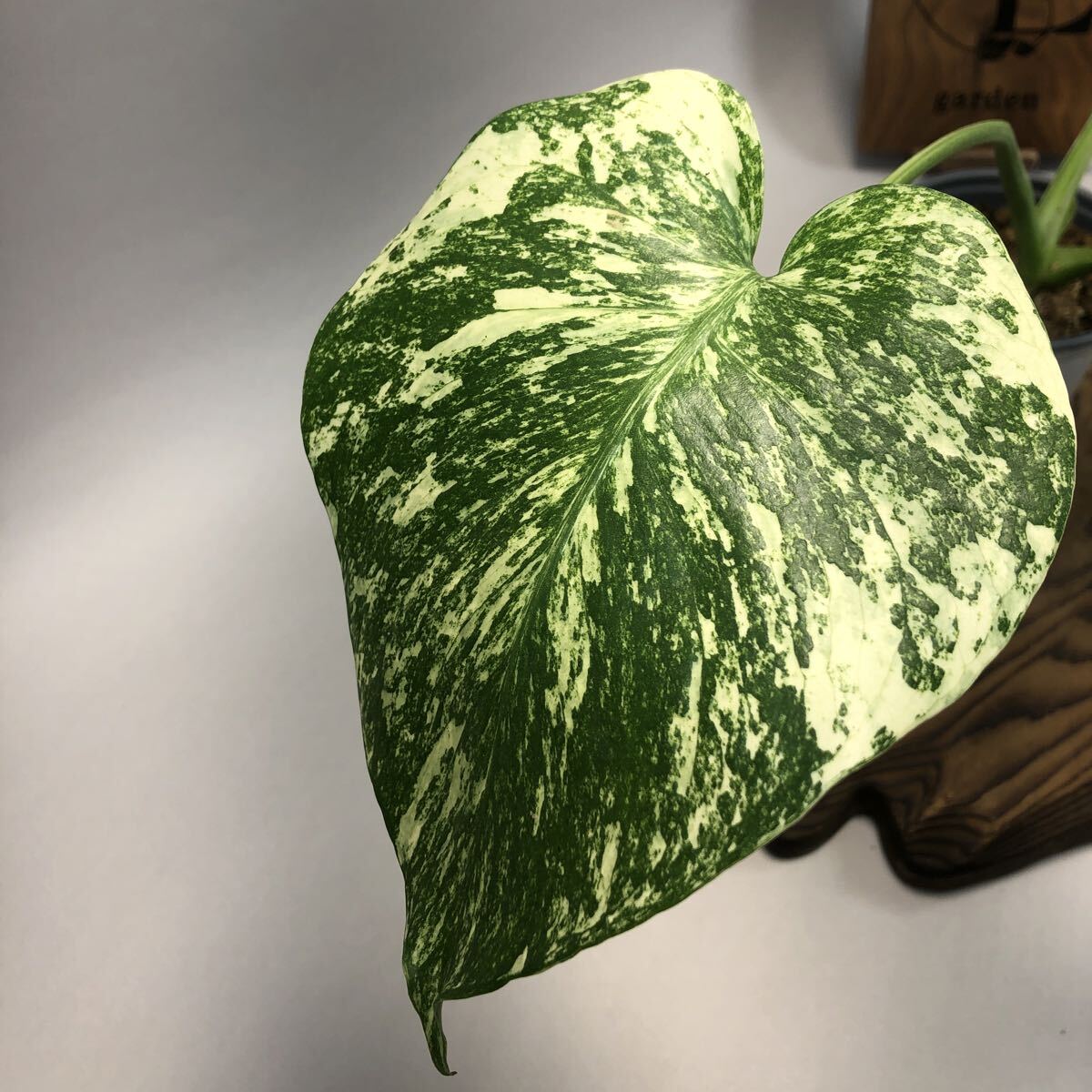 ホワイトモンスター 斑入り モンステラ ❗ラスト値下げ Yahoo!オークション -「モンステラ ホワイトモンスター」(観葉