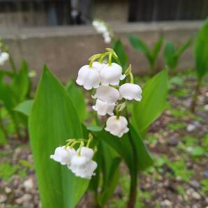 ★土日祝発送可★1キロ程度土付★日本スズラン葉付き新芽付き3本とセダムセット★すずらんは30年越し大変丈夫な株★植え時です ネコポスで