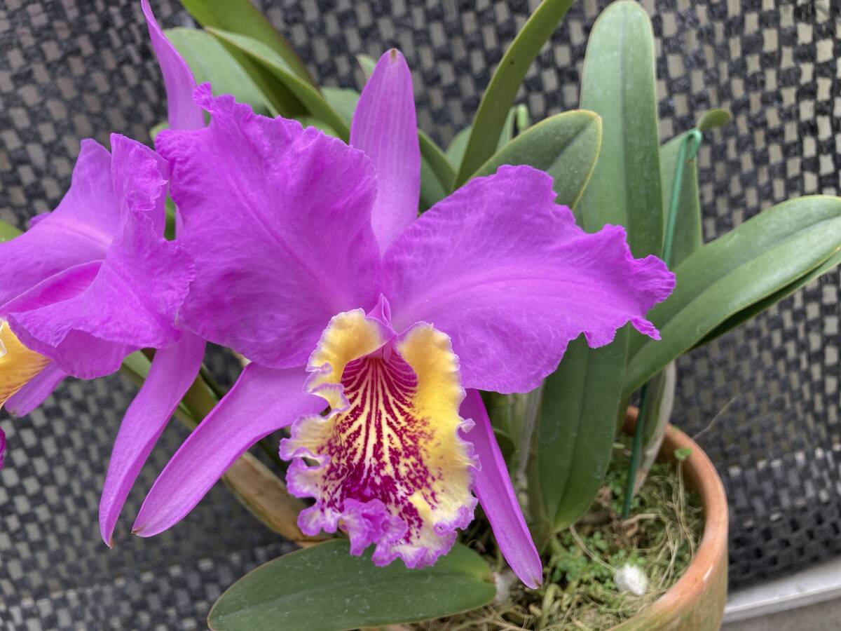 原種洋ラン　胡蝶蘭　Phal. lueddemanniana 貴重な自然種　美花 原種洋ラン 胡蝶蘭 Phal. lueddemanniana 貴重な自然種 美花
