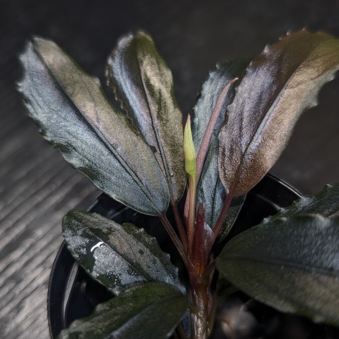 【実生ブセ】Bucephalandra cv.\"AL-hyb.007\" Yahoo!オークション -「ブセファランドラ」(その他) (観葉植物