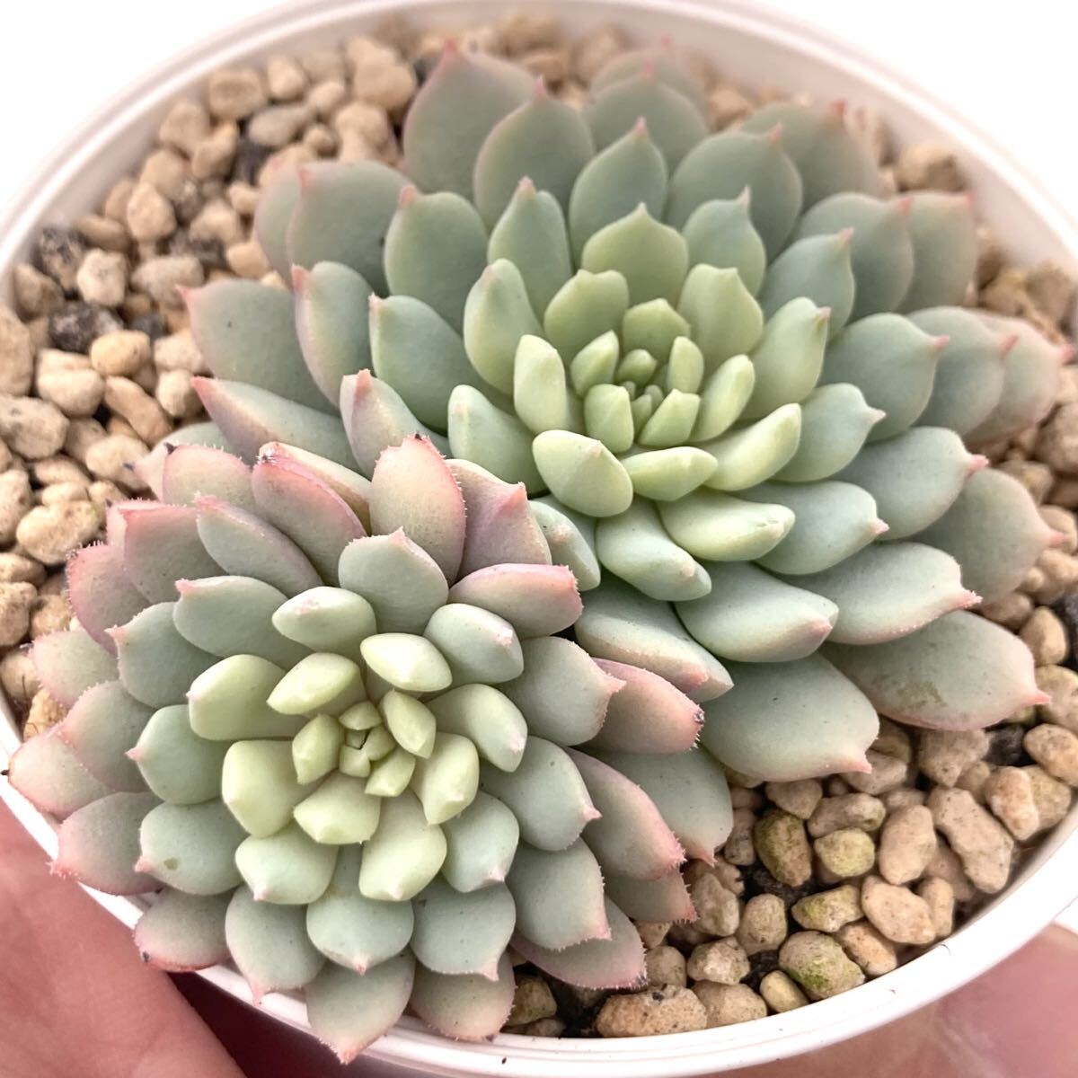 Yahoo!オークション -「ミックスベリア ちょこん」の落札相場