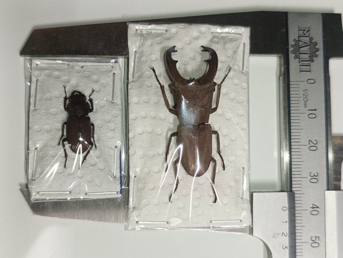 昆虫標本　キクロマトス13頭セット② 昆虫標本セット