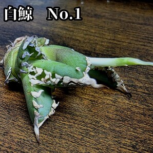 アガベ 白鯨No.1 優良血統 白く長いイカつい棘、そして厚みのある葉に成長