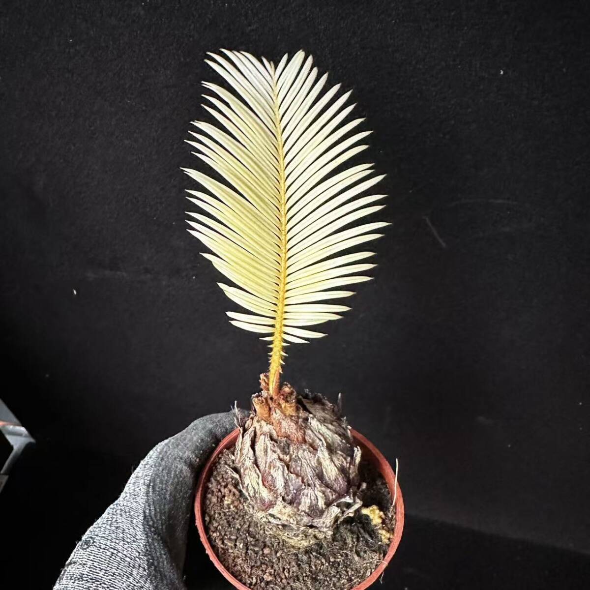 ソテツ　引取り限定 蘇轍 ソテツ 【引き取り限定】 - メルカリ