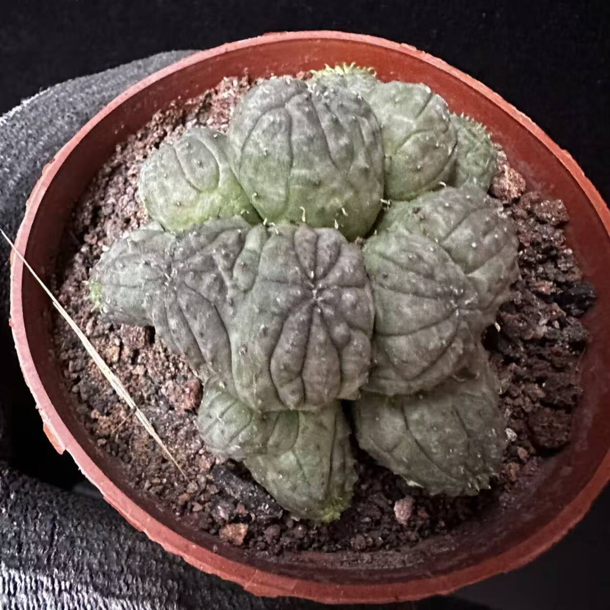 Yahoo!オークション -「ユーフォルビア 綴化」の落札相場・落札価格