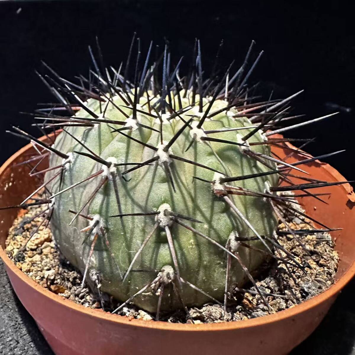 黒王丸 サボテン：コピアポア 黒王丸 ダブルヘッド ツギ*幅8cm 現品