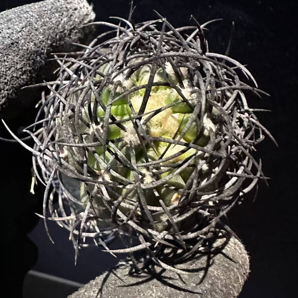 Yahoo!オークション -「グリセオビオラセア」(サボテン) (観葉