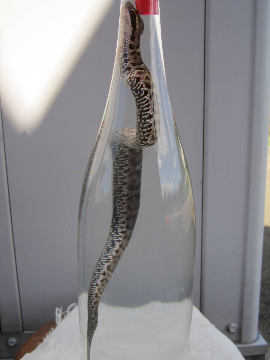 Yahoo!オークション -「マムシ (酒 焼酎)」の落札相場・落札価格