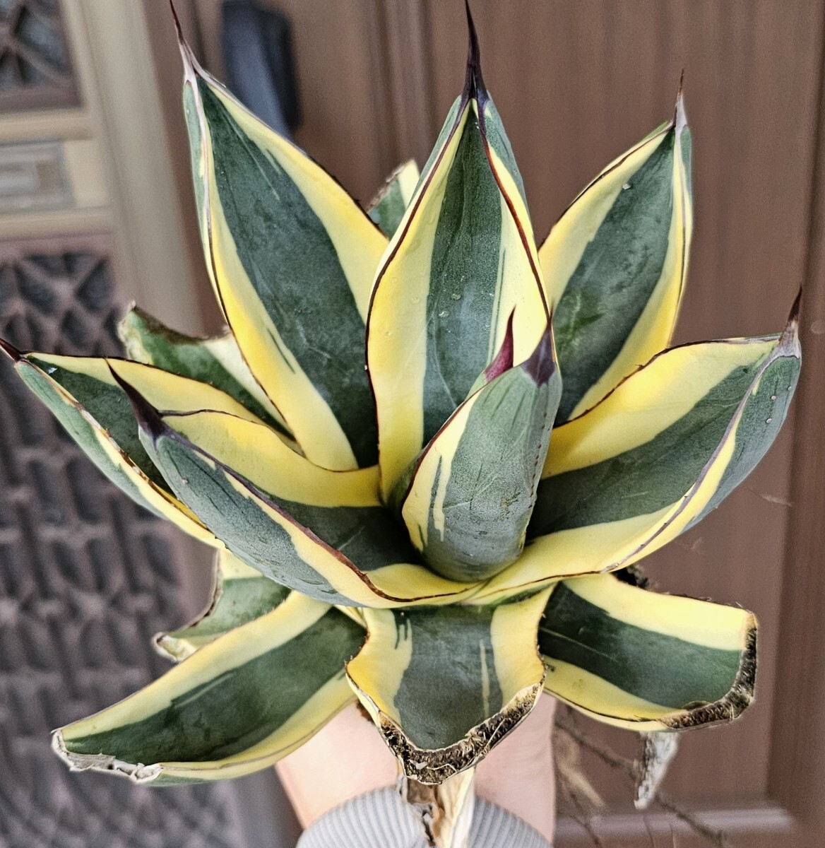 Yahoo!オークション -「アガベ 氷山」(アガベ) (観葉植物)の落札相場