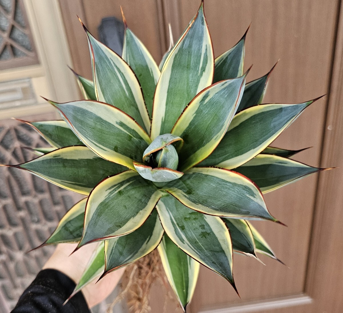 Yahoo!オークション -「アガベ パリー」(花、園芸) の落札相場・落札価格