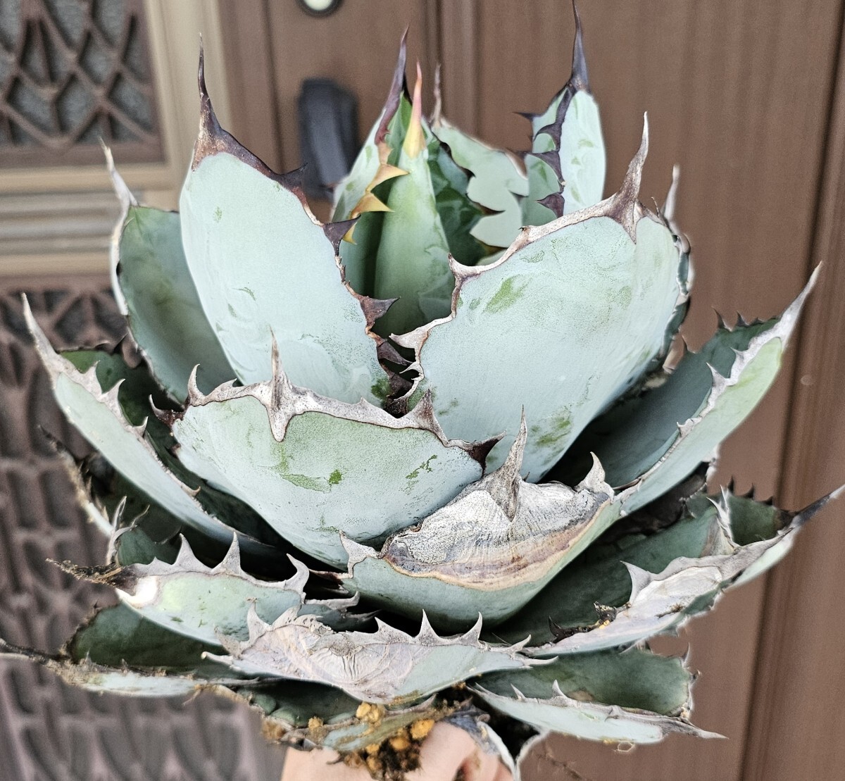 Yahoo!オークション -「アガベ 氷山」(アガベ) (観葉植物)の落札相場