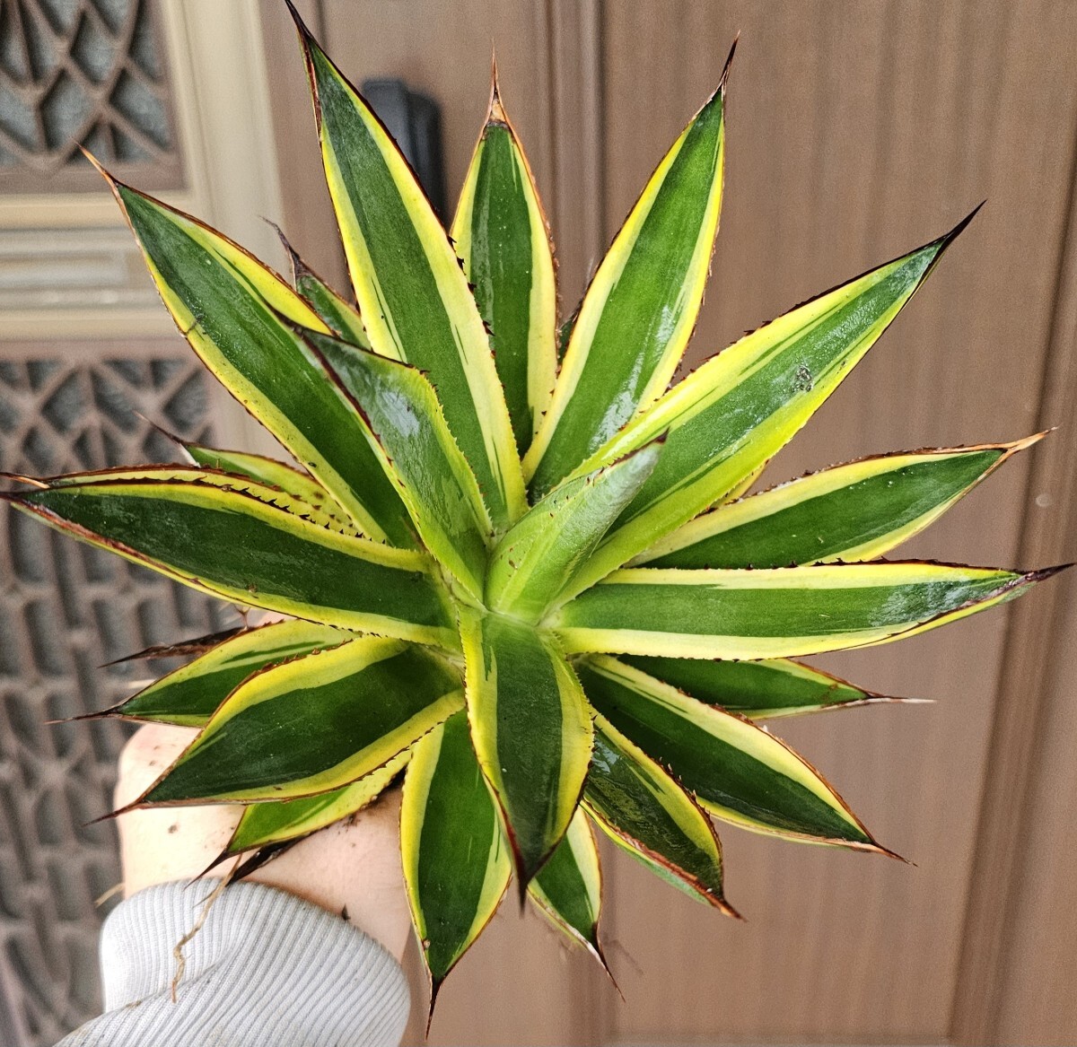 Yahoo!オークション -「アガベ 吉祥天」の落札相場・落札価格