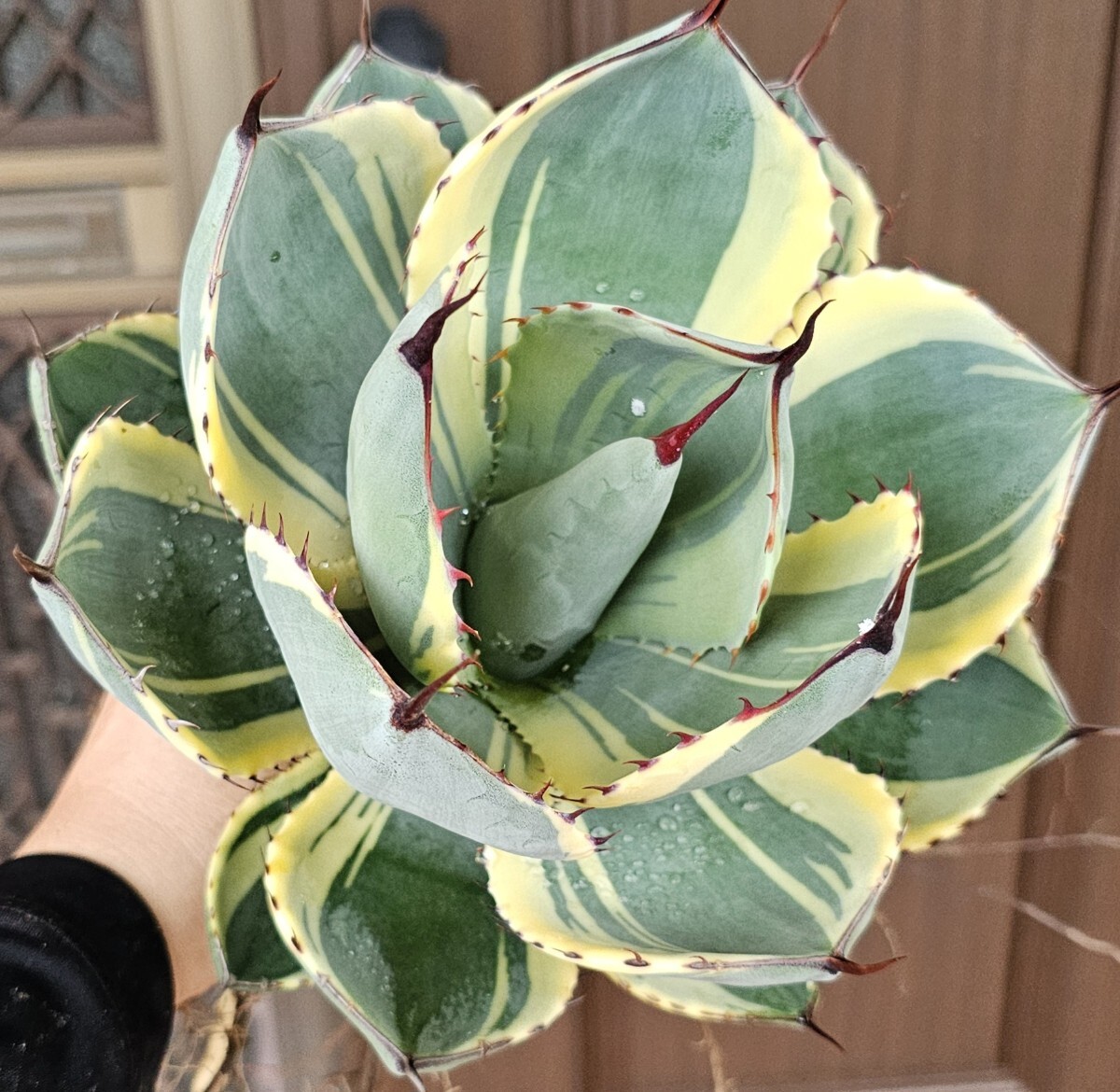 最終値下げ！アガベ　吉祥天　大株　即戦力　今月末消します。 最終値下げ！アガベ 吉祥天 大株 即戦力 今月末消します。