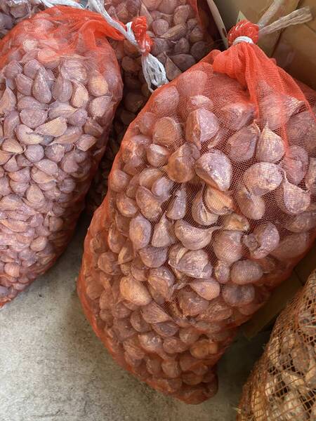 青森県 にんにくの種20Kg大 消毒済み