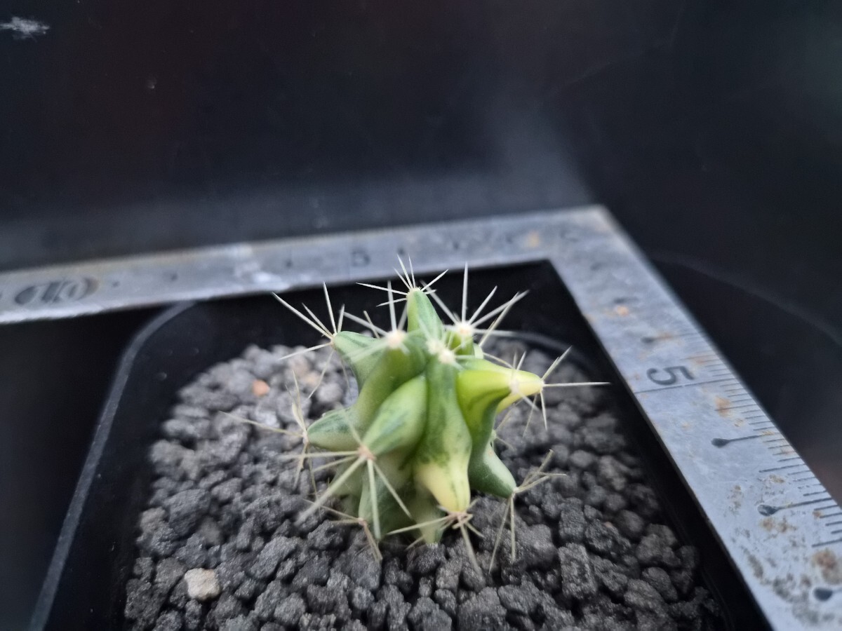 Yahoo!オークション -「王冠」(サボテン) (観葉植物)の落札相場・落札価格