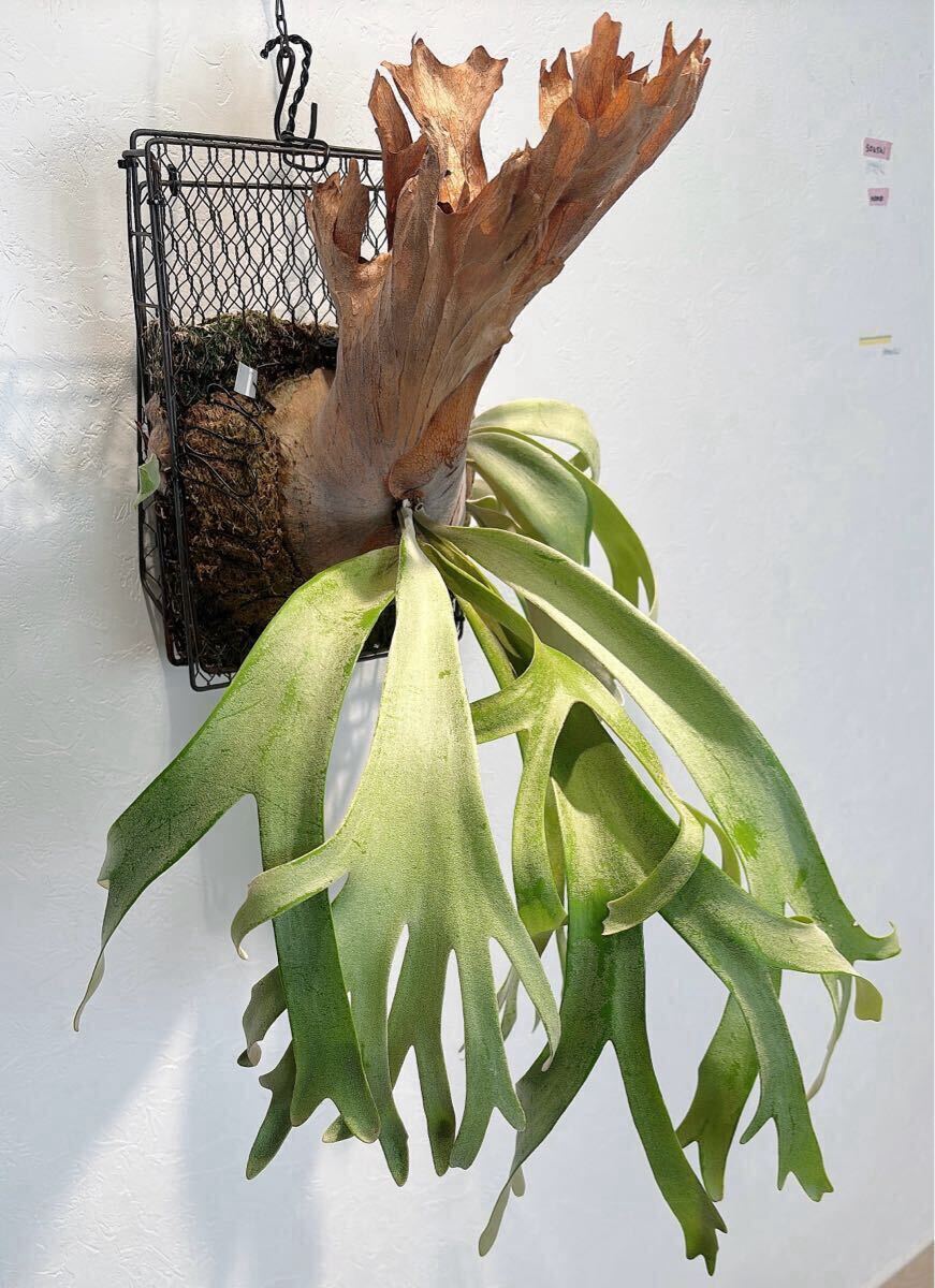 【現物出品・レア種特大株】ビカクシダ・アプラス（APLUS）（aplus）親株 現物出品・レア種特大株】ビカクシダ・アプラス（APLUS）（aplus